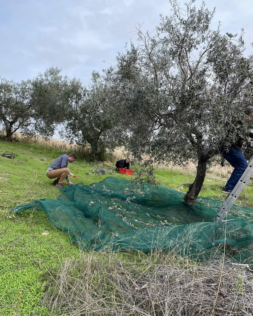 Olivenernte in Italien
